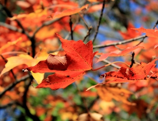 Illustration for article titled Shooting Challenge Fall Leaves Gallery 11